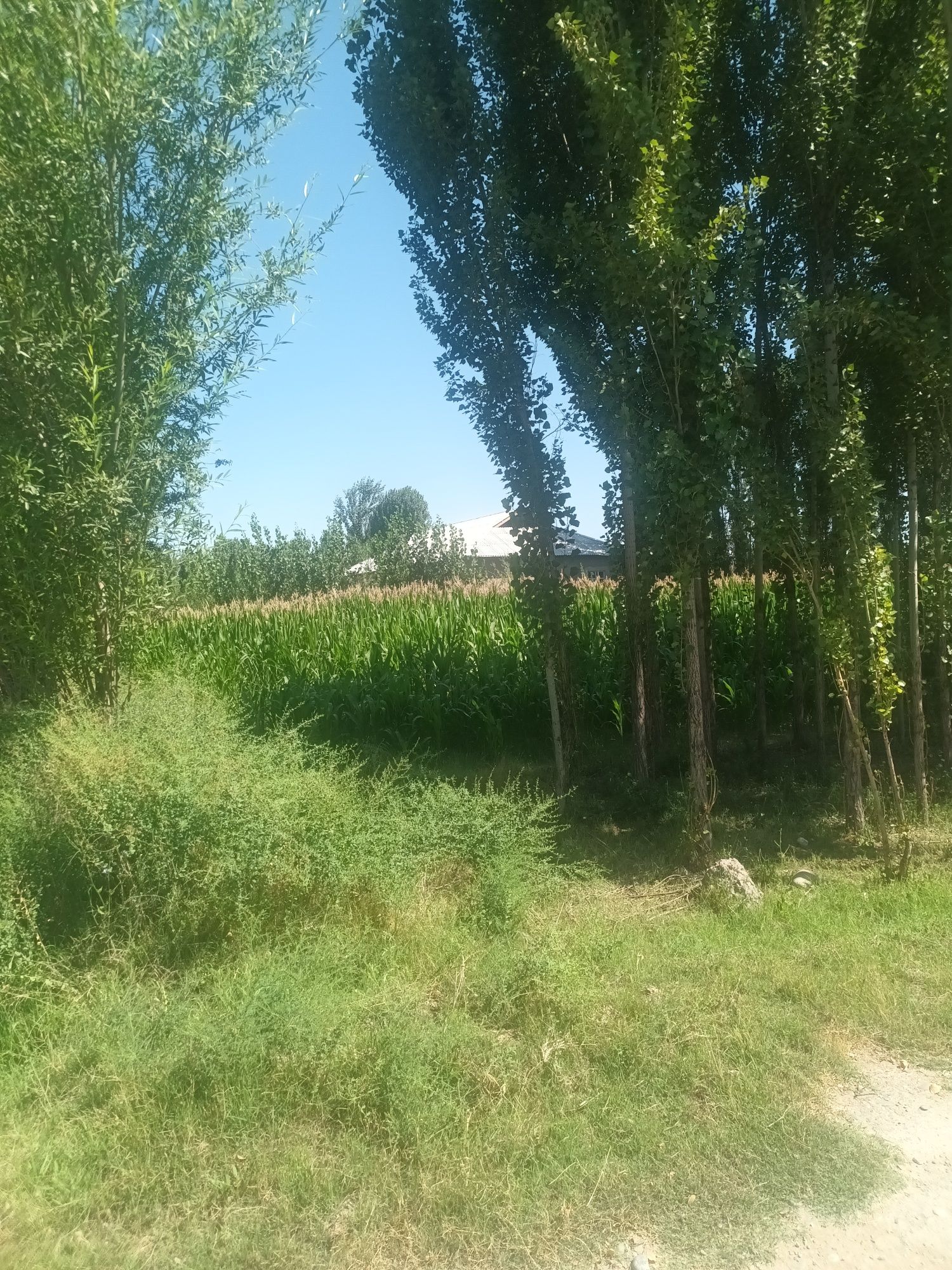 11 sotxli uchastka