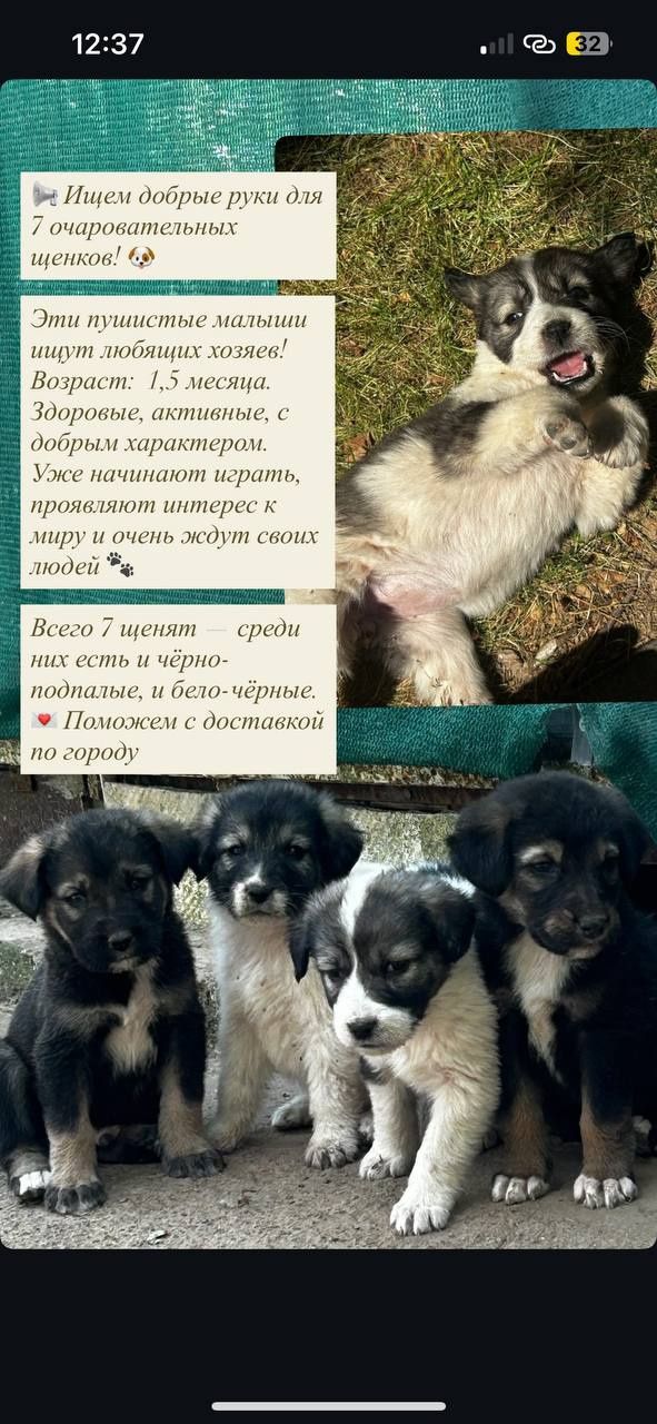 Щенки в хорошие руки