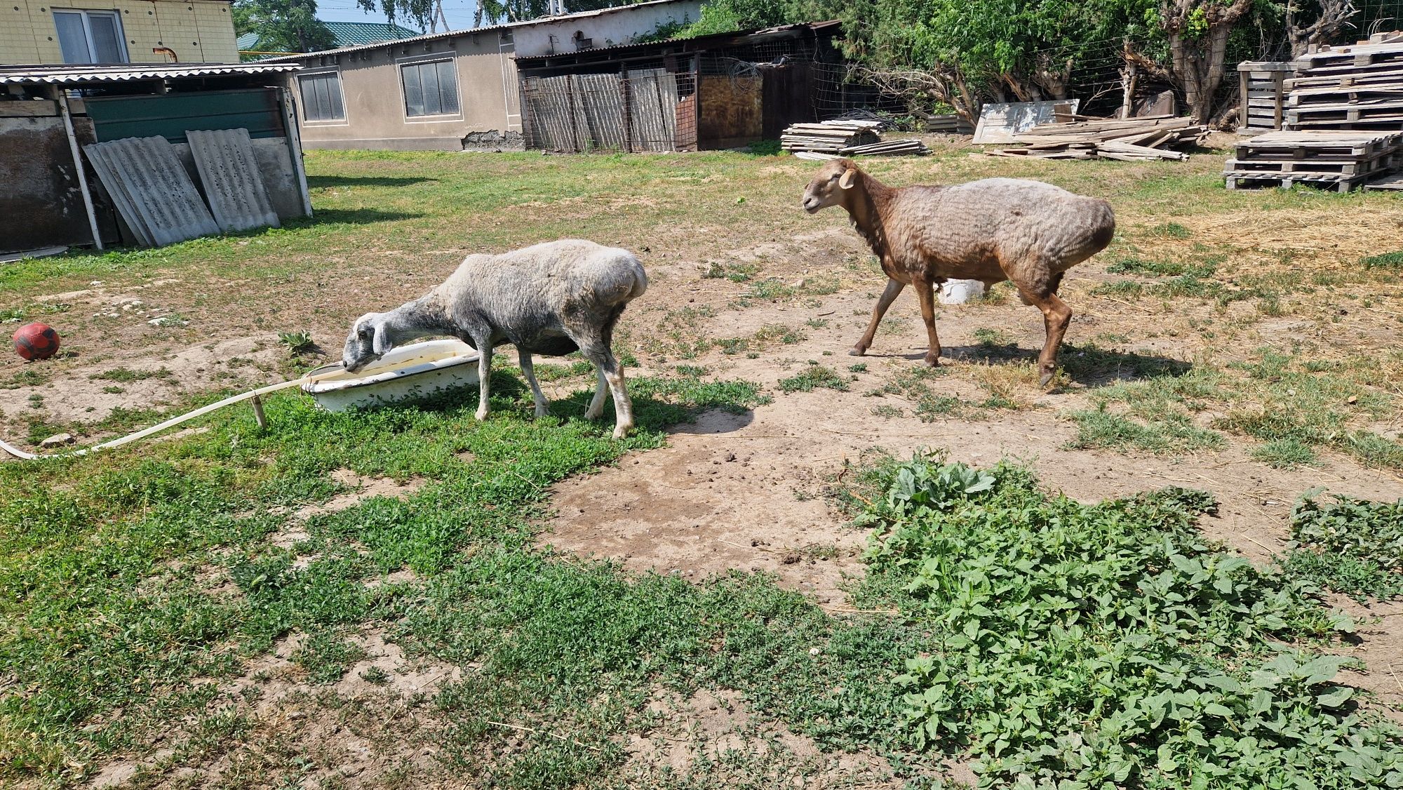 Продам Бараны  и дойную козу