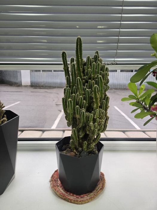 Алоэ, кактус, молочай, сансивиерия, традесканция