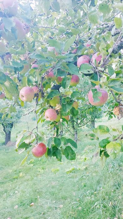 Mere naturale de vanzare