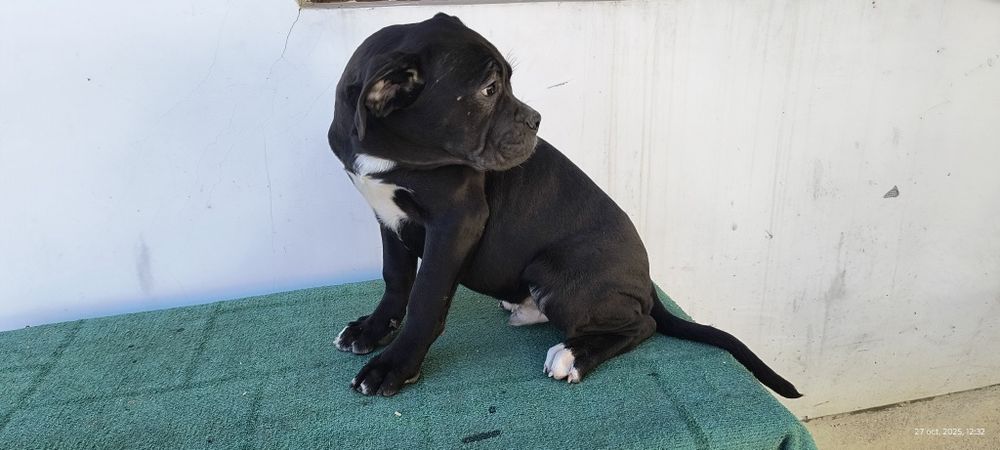 Mascul Cane Corso Italiano deosebit