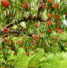 Pomi fructiferi clasici ambalați Piersici