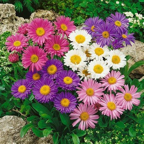 Potentilla ,Gaura,Aster,Heuchera