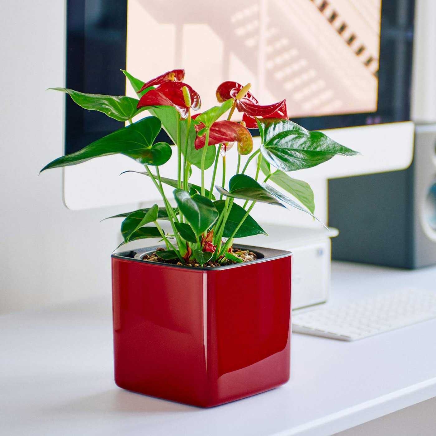 Комнатное растение - (Anthurium) - Голландский Антуриум
