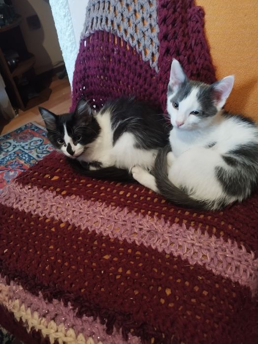 Отдам котят в хорошие руки