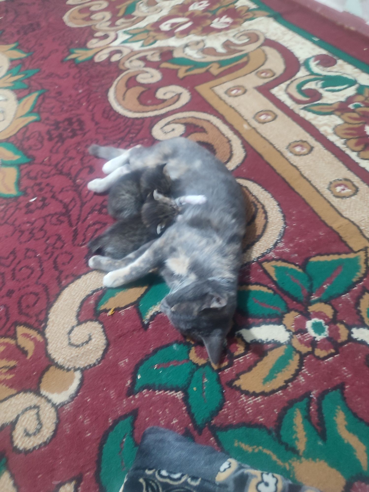 Mushukdi farqiga bormimiz