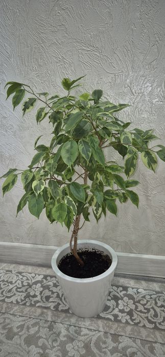 Комнатные цветы.