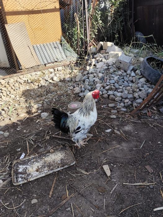 Петухи и куры домашние