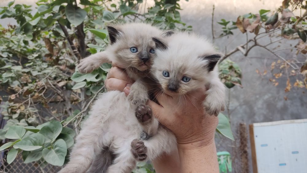 Продаются котята Баленизийской кошки