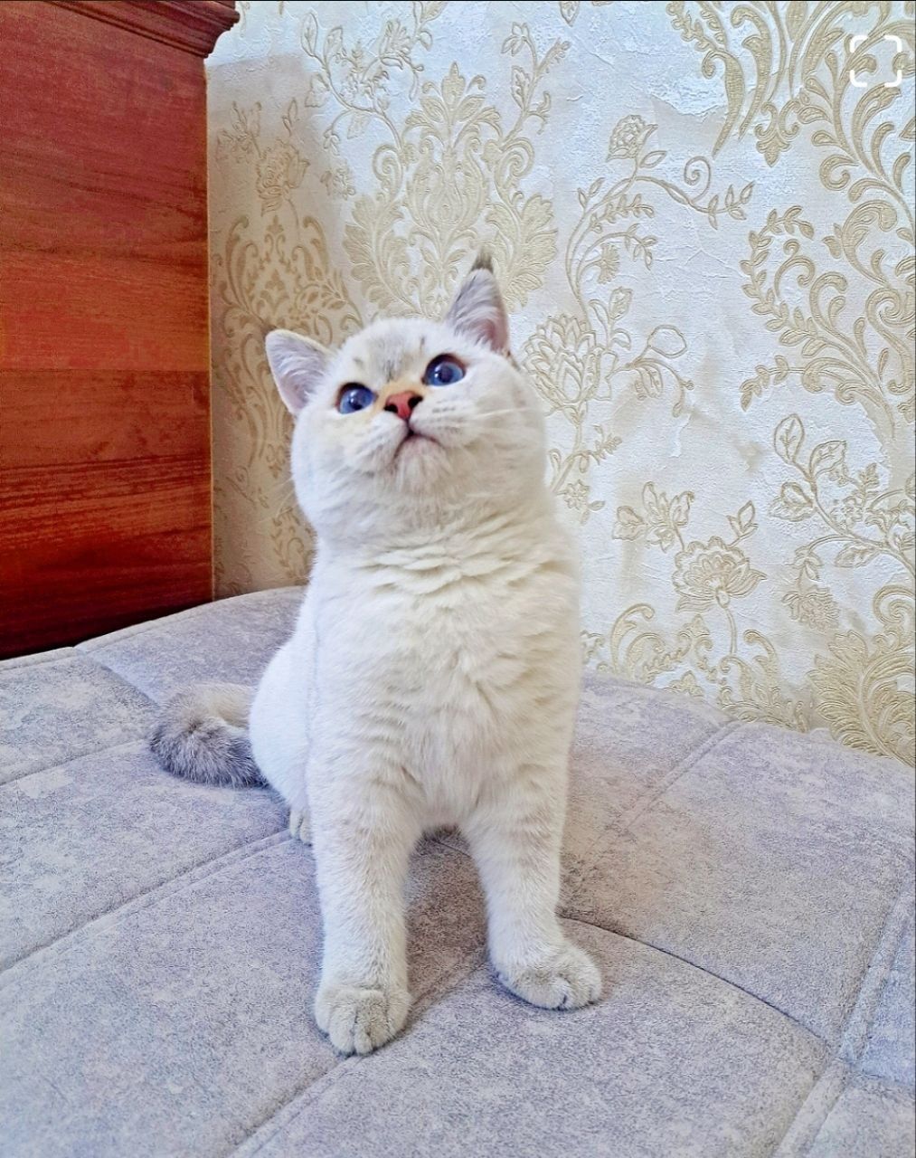 Колор Поинт мальчик 4 мес
