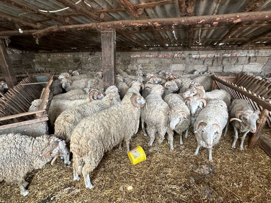 Berbecuti pentru MACELARIE, PROTAP sau PASTRAMA - 5km de bucuresti