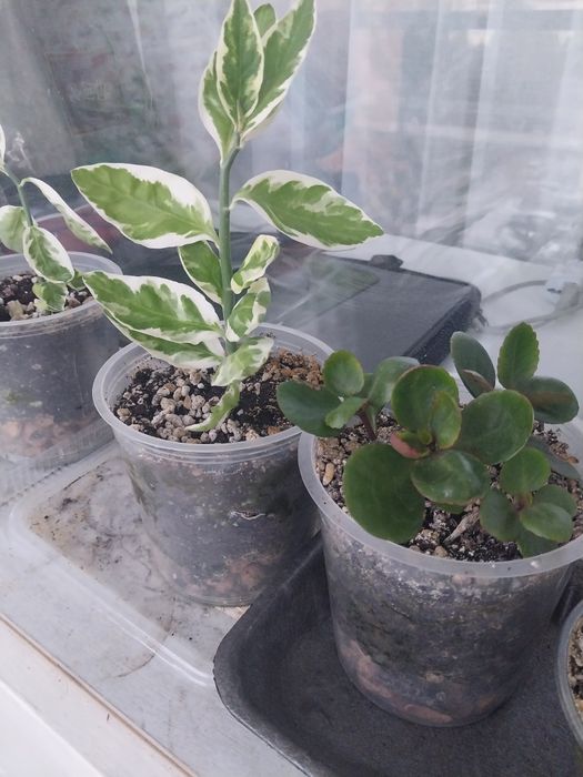 Продам комнатные цветы.