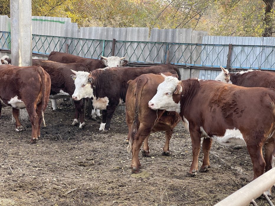 Продам телок 1,5-2 года