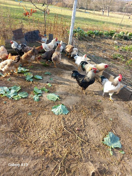 Vând cocoşi de casă