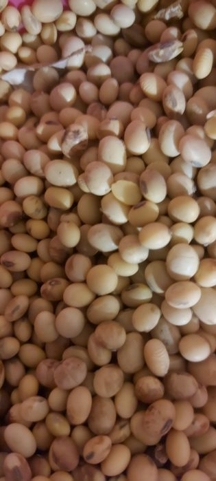 Vand soia boabe si ovaz alb