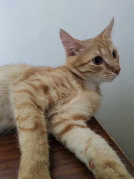 Отдам в добрые руки