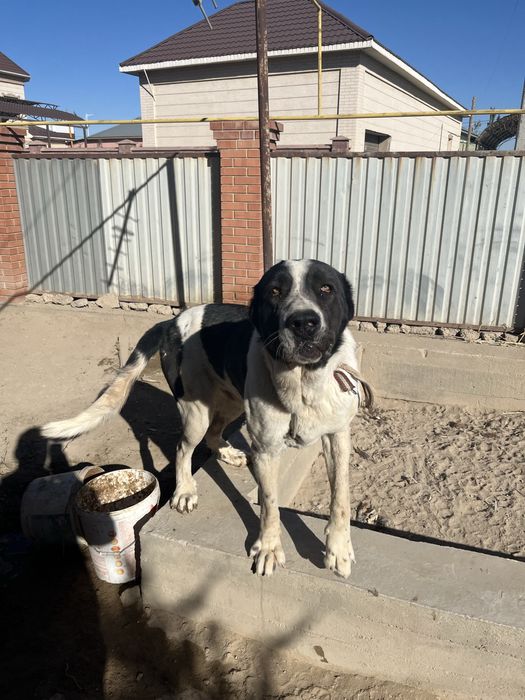 алабай собака 8 месяцев