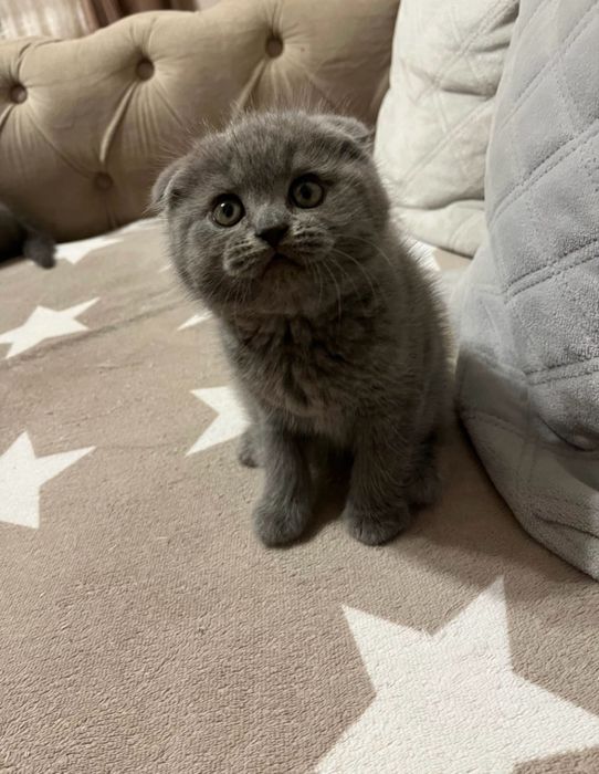 Scottish fold mascul
