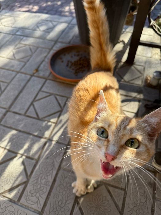 Котёнок в добрые руки!