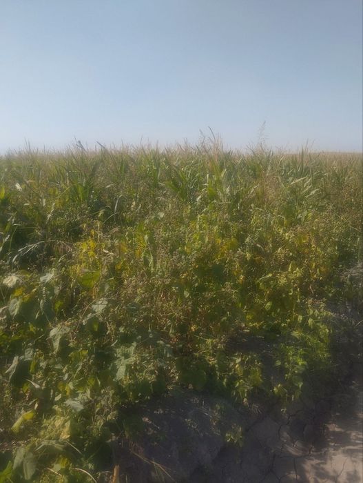 Selos silos sotiladi