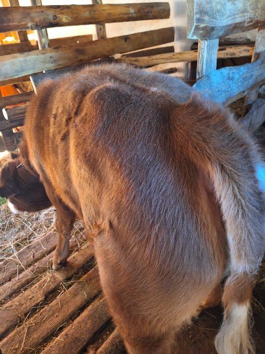 Vând vițea bălțată românească