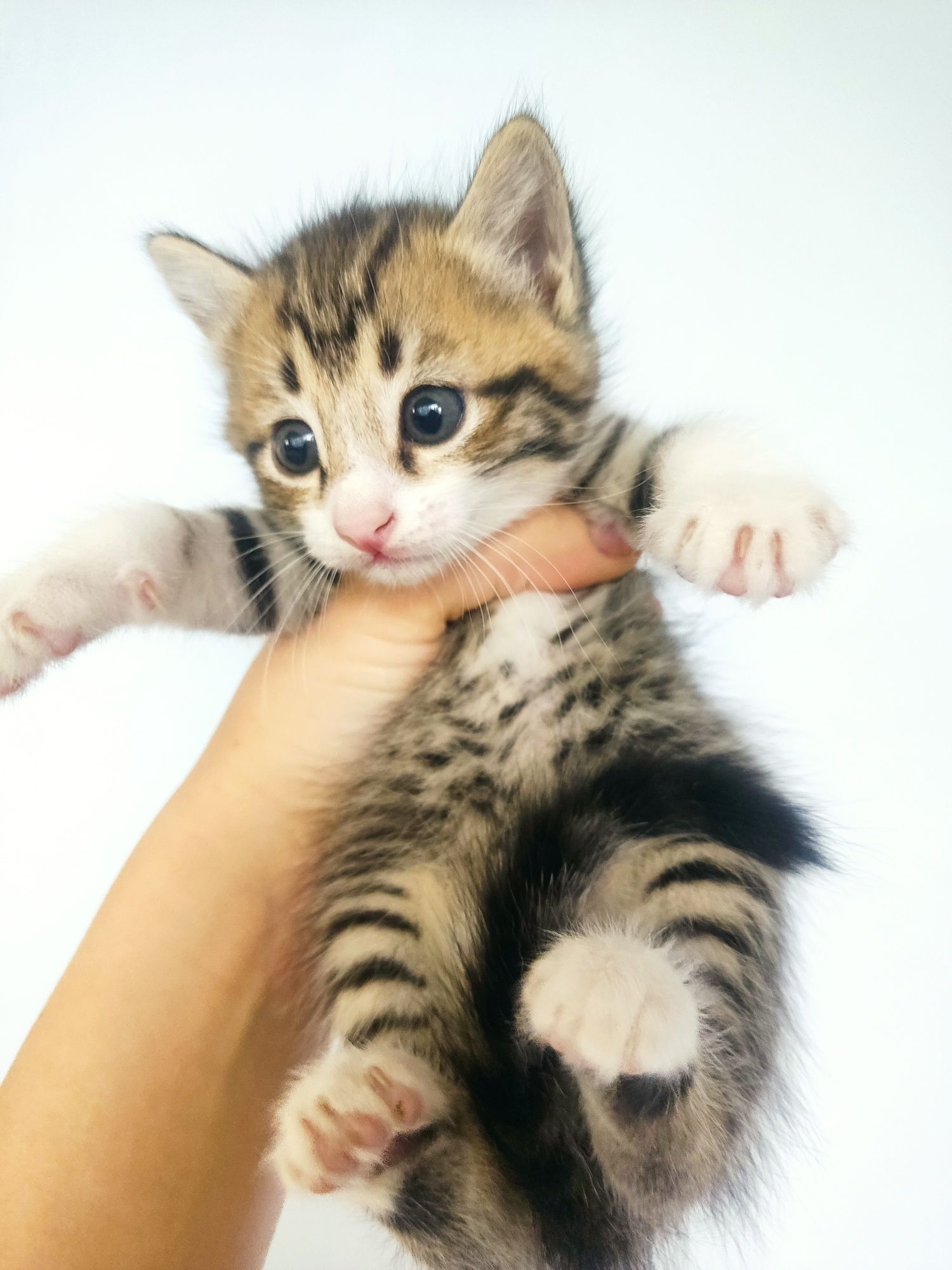 Маленькие котята