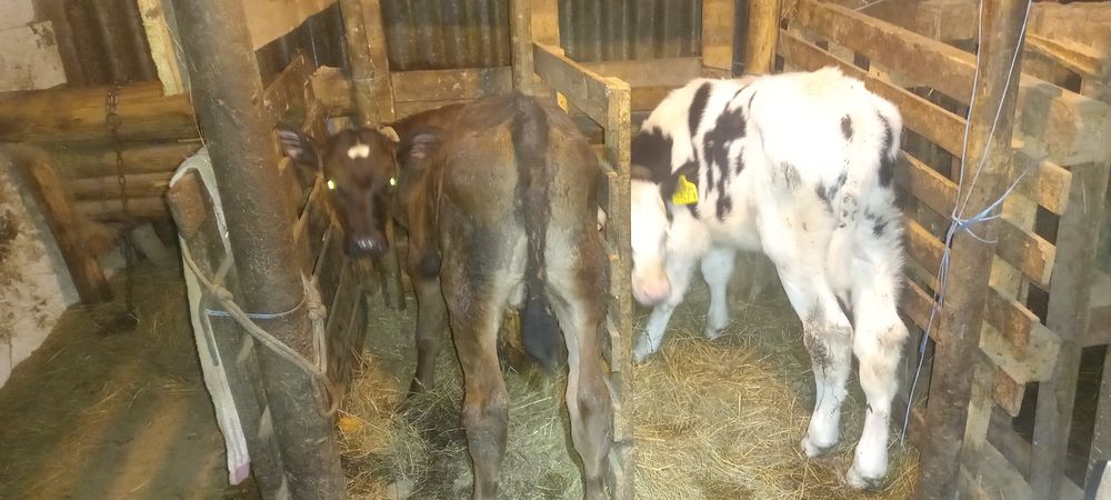 Tauras si vitea vitei