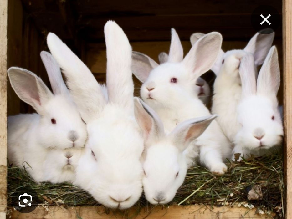 Халол Куен гушти