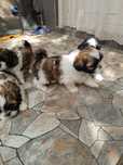 Donez pui de câine Shi tzu