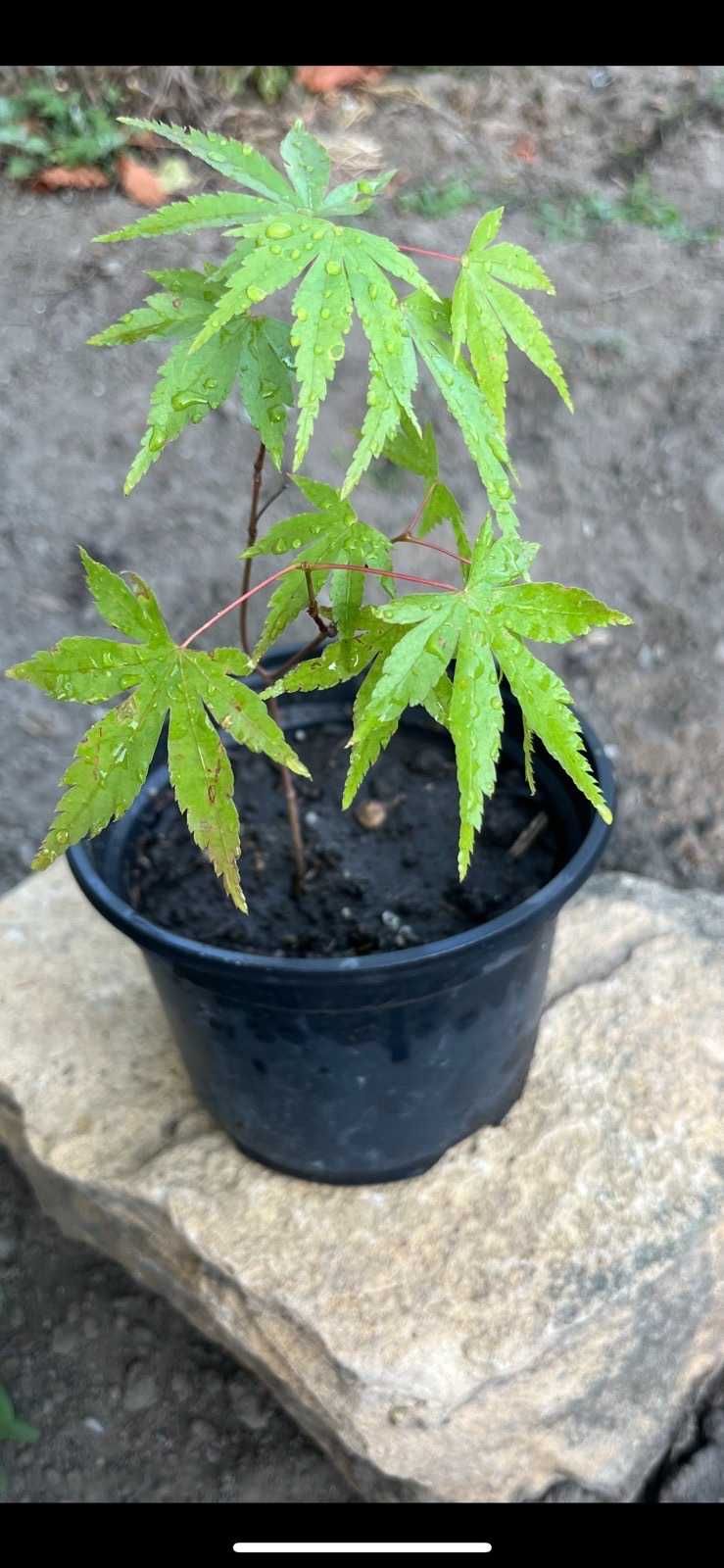 Японски клен Acer palmatum