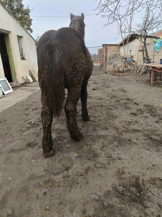 Vând manz de 11 luni sur negru