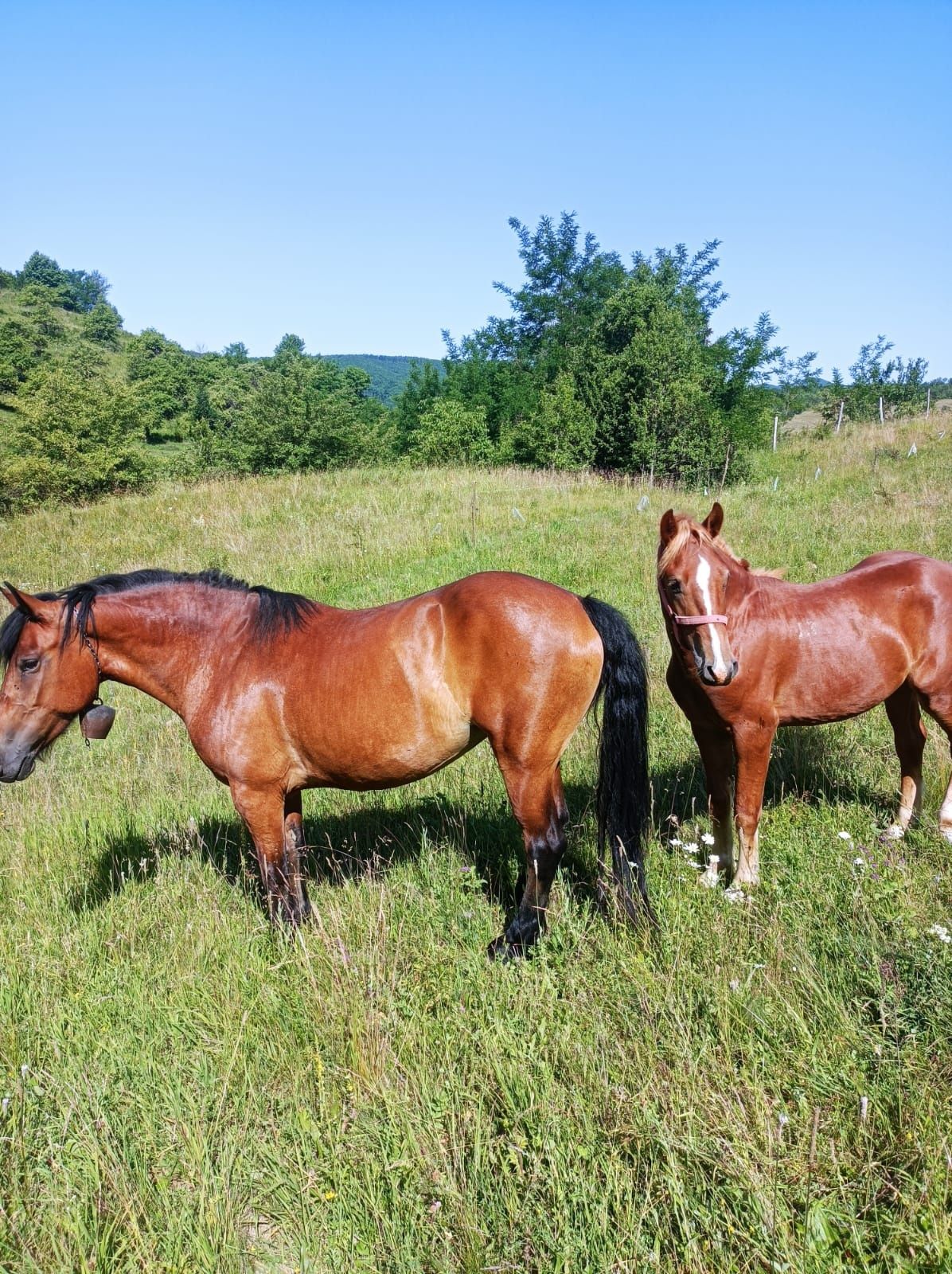 Animale de vinzare