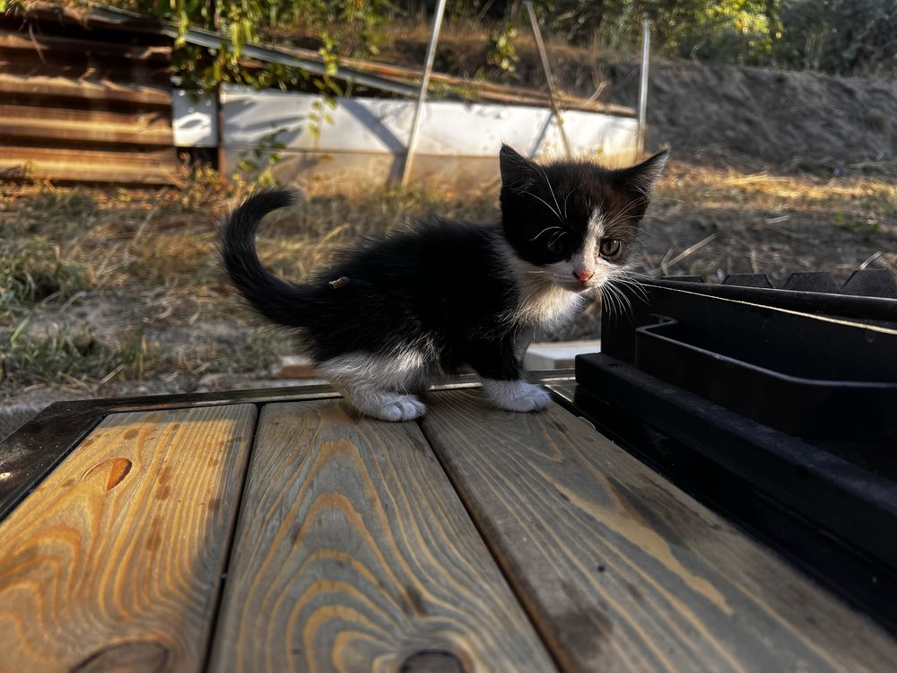 Отдам в дар котят!