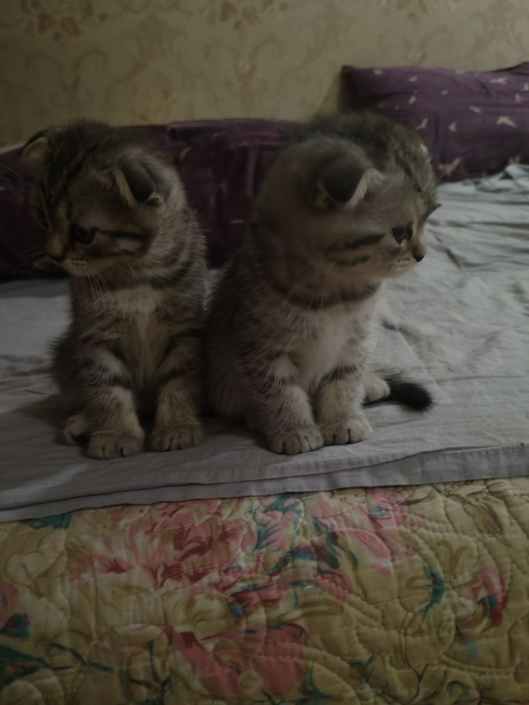 Продам вислоухого котёнка