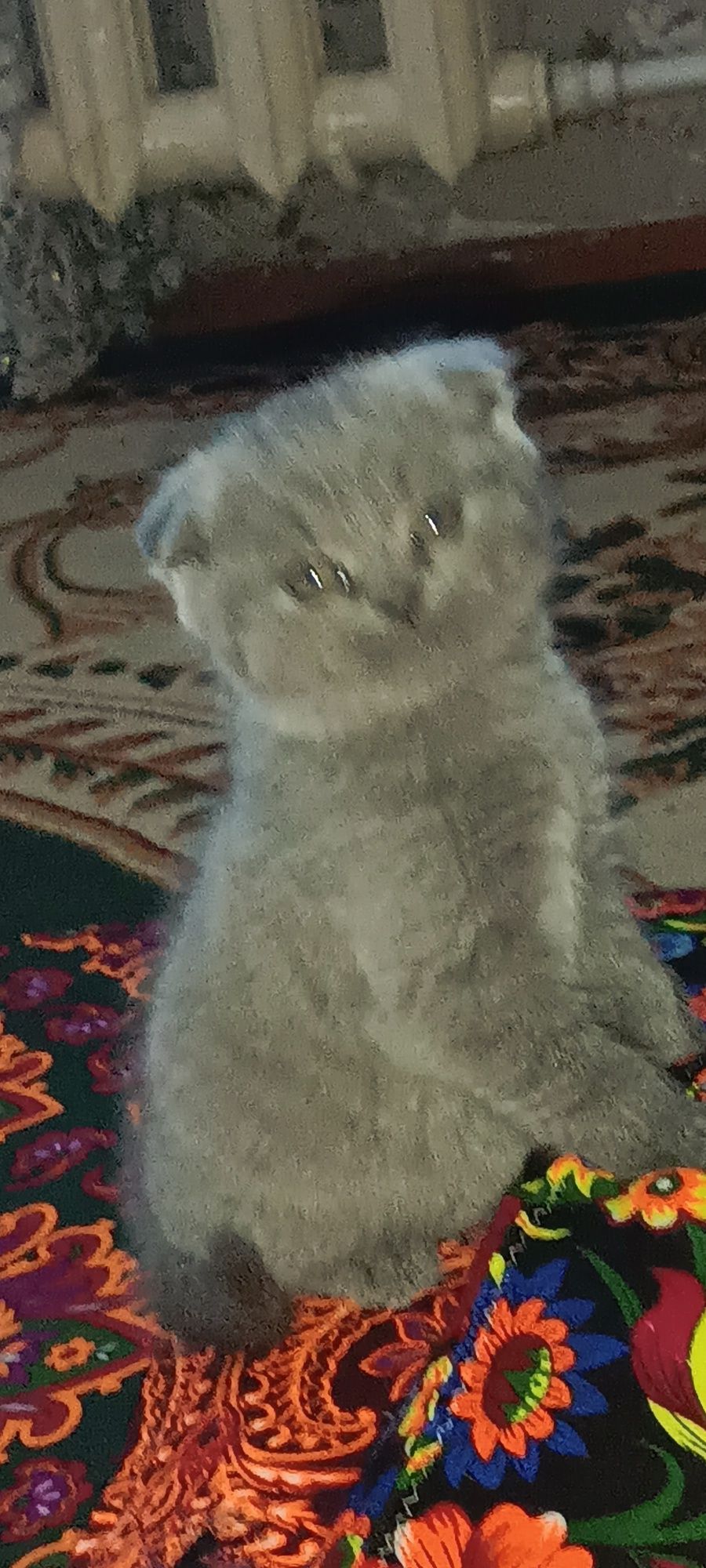 Кошки шотландские скодшолд