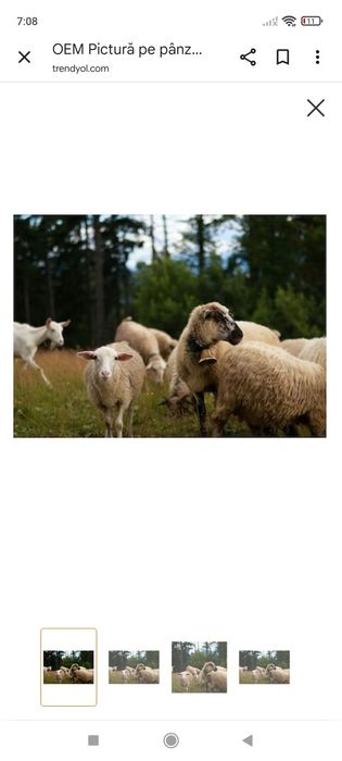 Vând oi ( caut om cioban)