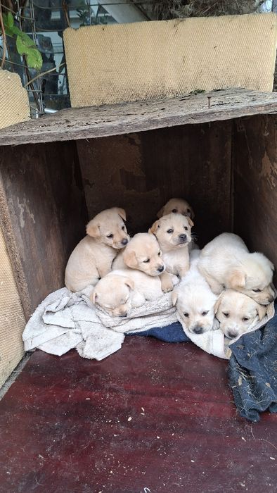 Donez 8 pui albi de labrador