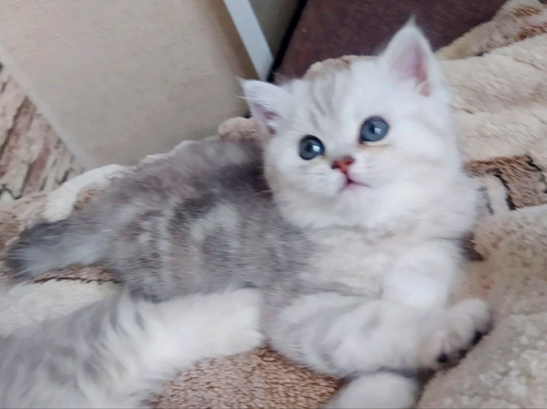 Британские котята
