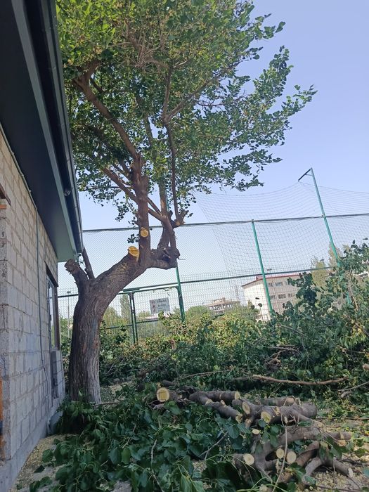 Дарахт кесиш хизмати aбрезка дерево бензaпила услуга