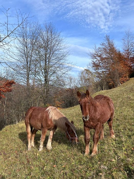 De vanzare manze! Una de un an si una de 6,7 luni!