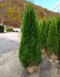 Tuia mesteacăn Leylandii