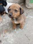 Ofer spre adoptie catelusi talie mica