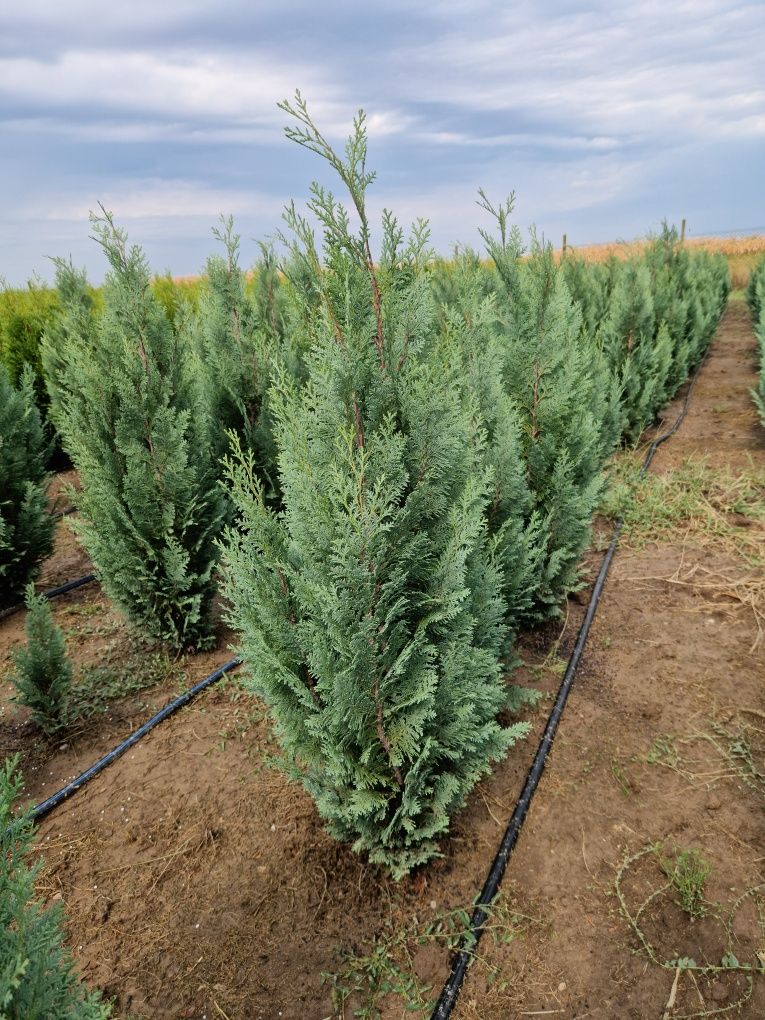 Tuia columnaris- chiparos albastru - albiția ( arbore de mătase)