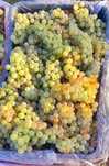 Vand struguri de vin transport gratuit