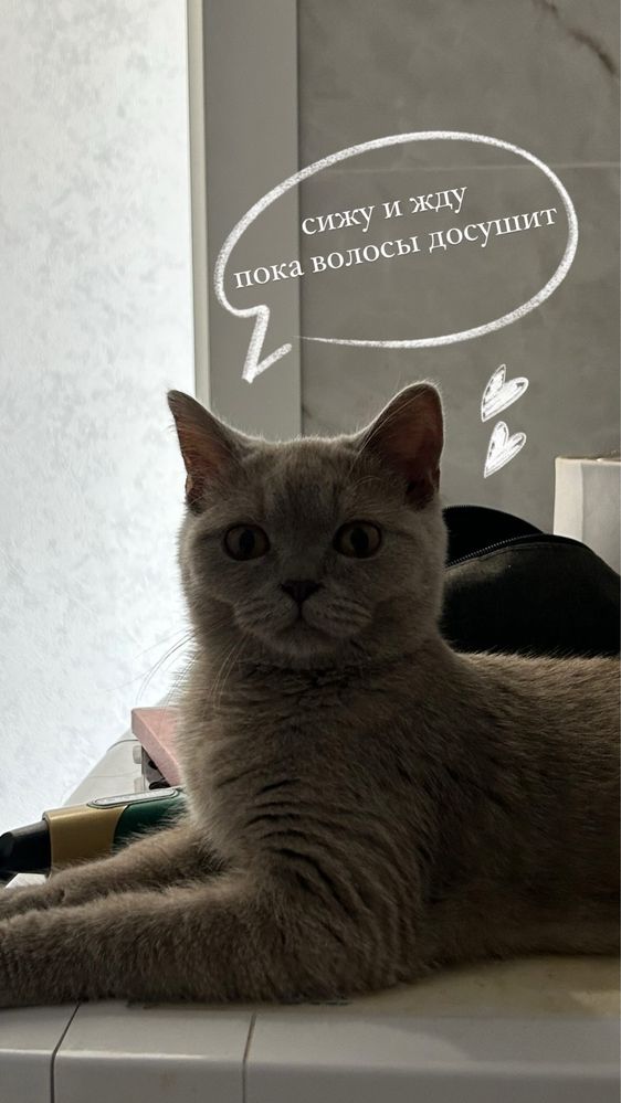 Кот-шотландец, год