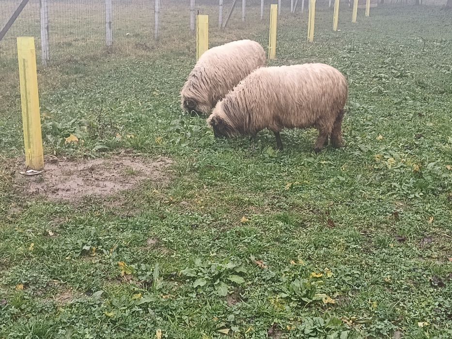 Două oi disponibile