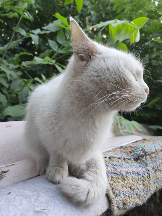 Кошечка, домашняя, ласковая, подкинутая, кошка