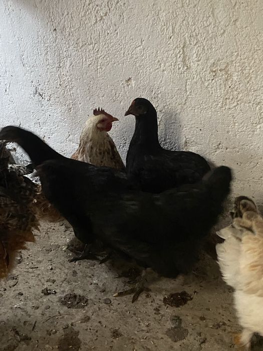 Gaini si cocosi  de tara scoti la closca