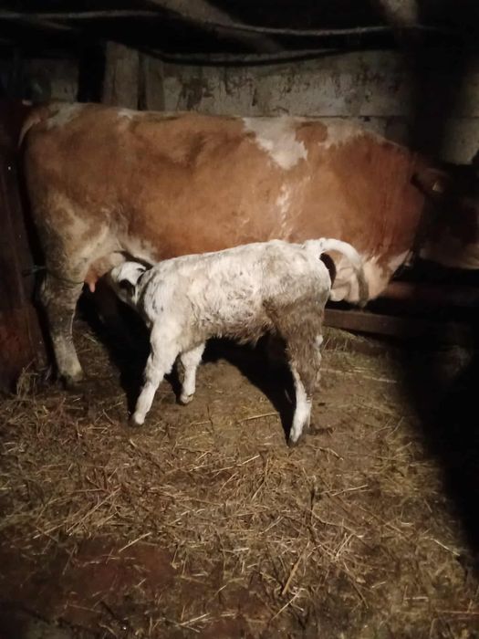 Vand vaca baltata cu vitel albastru